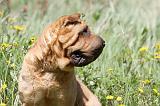 SHAR-PEI 478